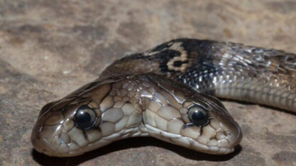 Cobra de dos cabezas sorprende a habitantes de La India