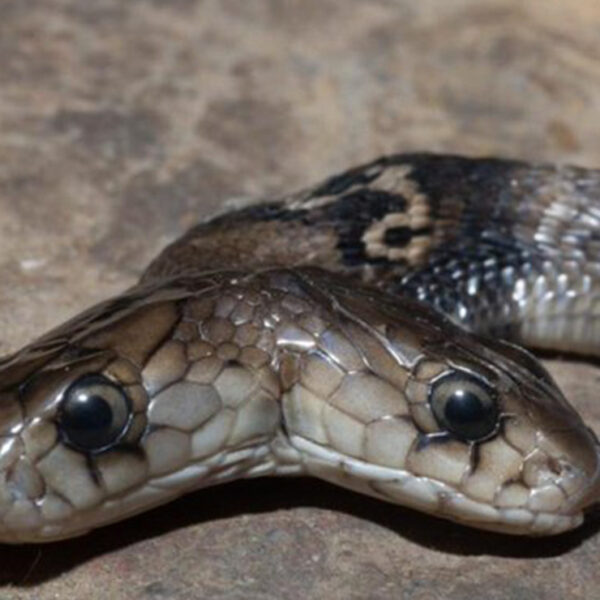 Cobra de dos cabezas sorprende a habitantes de La India