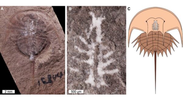 Un equipo de científicos localizó el fósil de un cangrejo herradura de 310 millones de años de antigüedad el cual poseía su cerebro “intacto”