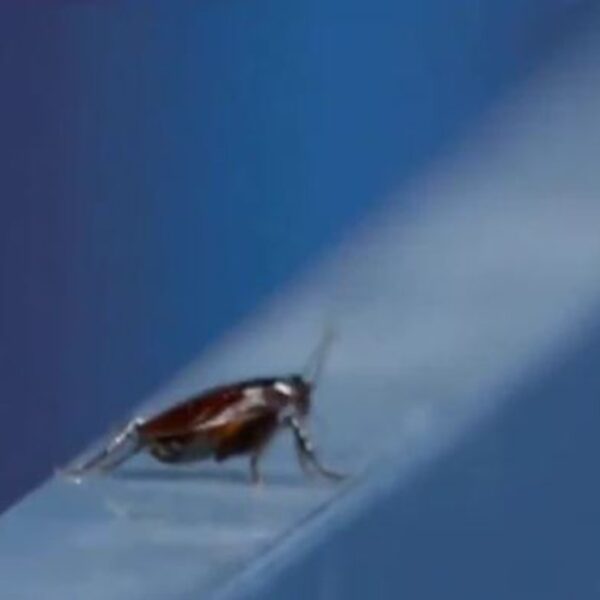 Mientras realizaba una transmisión de los Juegos Olímpicos de Tokio, un camarógrafo ignoró por completo el partido para grabar a una cucaracha