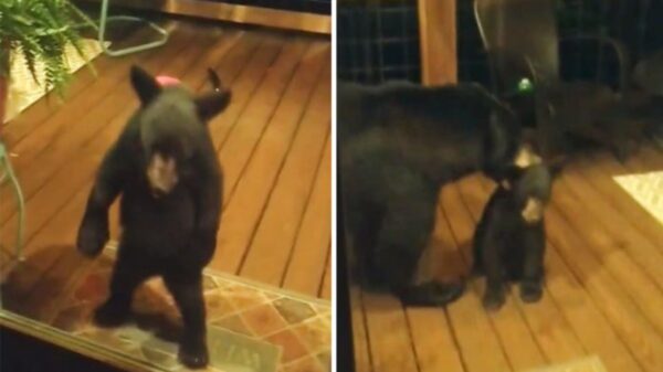 Las madres siempre están atentos a las acciones de sus hijos, prueba de ello es la historia de una osa y su cría que se roban el corazón de los cibernautas