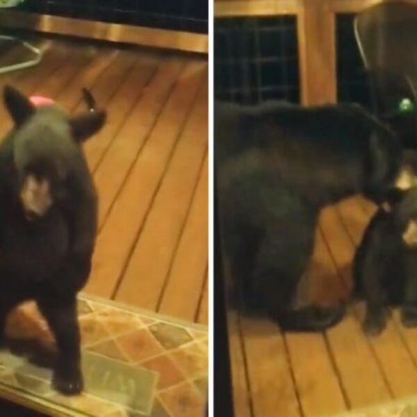 Las madres siempre están atentos a las acciones de sus hijos, prueba de ello es la historia de una osa y su cría que se roban el corazón de los cibernautas