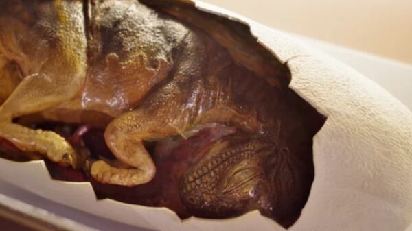 Un extraño fósil estuvo una década sin identificar y los paleontólogos por fin determinaron que se trata de un huevo de reptil marino