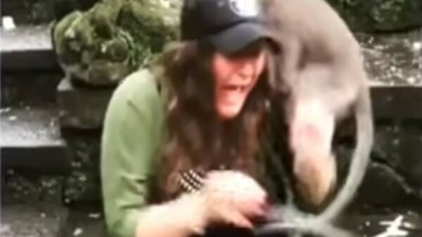 Aunque algunos animales, como los monos, suelen ser muy amigables con los seres humanos, siempre es importante tener cuidado al momento de tratarlos