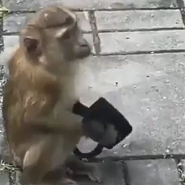 Video: Mono causa sensación al usar de manera correcta un cubrebocas