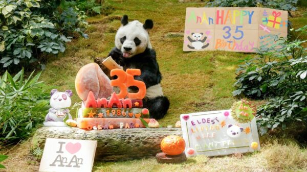 El panda más viejo del mundo conocido como An An cumplió 35 años dentro de las instalaciones del zoológico Ocean Park en Hong Kong