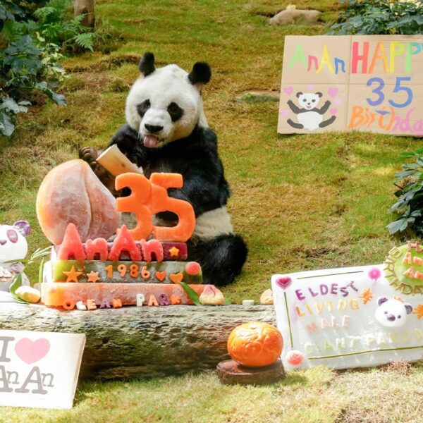 El panda más viejo del mundo conocido como An An cumplió 35 años dentro de las instalaciones del zoológico Ocean Park en Hong Kong