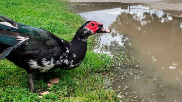 Una mujer de Visalia, California, Estados Unidos, gana popularidad por rescatar un huevo de pato quebrado, que logró empollar