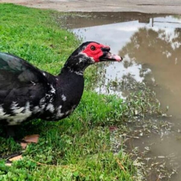 Una mujer de Visalia, California, Estados Unidos, gana popularidad por rescatar un huevo de pato quebrado, que logró empollar