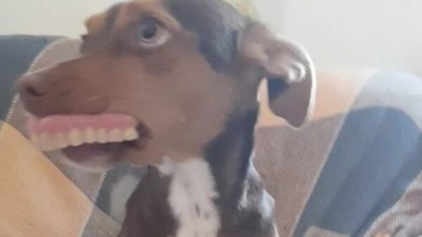 Sin duda las travesuras de los perritos conquistan las redes sociales, ese es el caso de un chihuahua que le jugó una trastada a la abuela de la casa