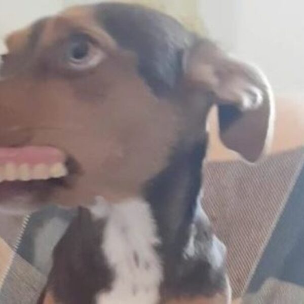 Sin duda las travesuras de los perritos conquistan las redes sociales, ese es el caso de un chihuahua que le jugó una trastada a la abuela de la casa