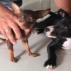 Dicen que el que persevera alcanza y para muestra la historia de un pinscher miniatura, que se enamoró de una pitbull y pudo consumar su amor