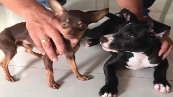 Dicen que el que persevera alcanza y para muestra la historia de un pinscher miniatura, que se enamoró de una pitbull y pudo consumar su amor