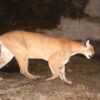 Muere menor de edad al ser atacado por un puma, en Oaxaca