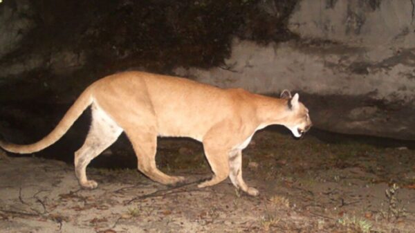 Muere menor de edad al ser atacado por un puma, en Oaxaca