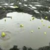 El video en donde una decena de ranas de un peculiar color amarillo chapotean y croaban en un charco se viraliza en redes sociales