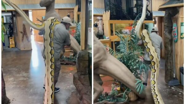 El video en donde se observa a un hombre pasearse con una anaconda ha generado infinidad de reacciones por lo peligroso que es manipular al reptil