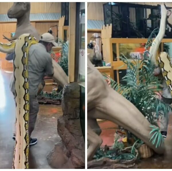 El video en donde se observa a un hombre pasearse con una anaconda ha generado infinidad de reacciones por lo peligroso que es manipular al reptil