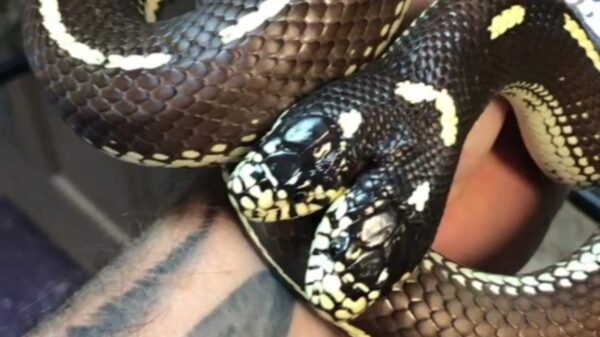 Una serpiente de dos cabezas gana popularidad en Instagram, en donde se comparten fotografías del peculiar reptil que lleva por nombre Ben y Jerry