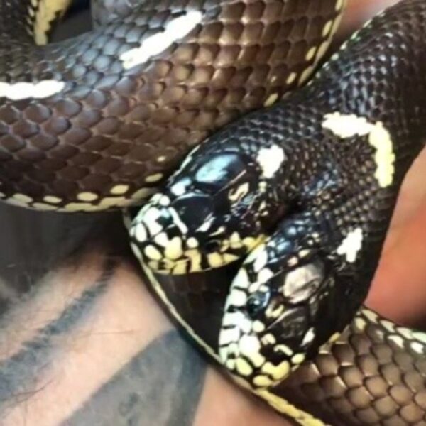 Una serpiente de dos cabezas gana popularidad en Instagram, en donde se comparten fotografías del peculiar reptil que lleva por nombre Ben y Jerry