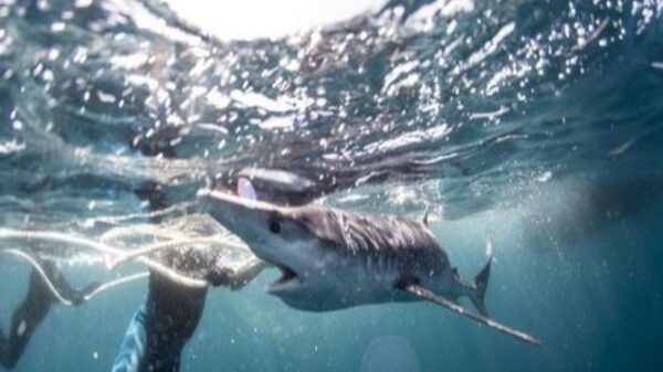 Un entusiasta fotógrafo de la vida silvestre que practica buceo en las costas de Inglaterra compartió impactantes fotos de una experiencia única