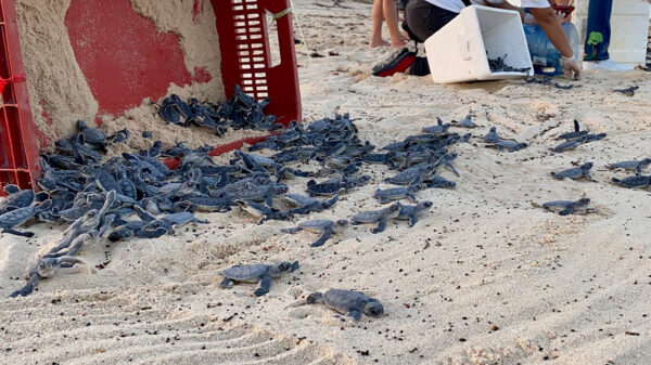 Rescatan 120 nidos de tortugas y liberan más de 7,500 en Cozumel
