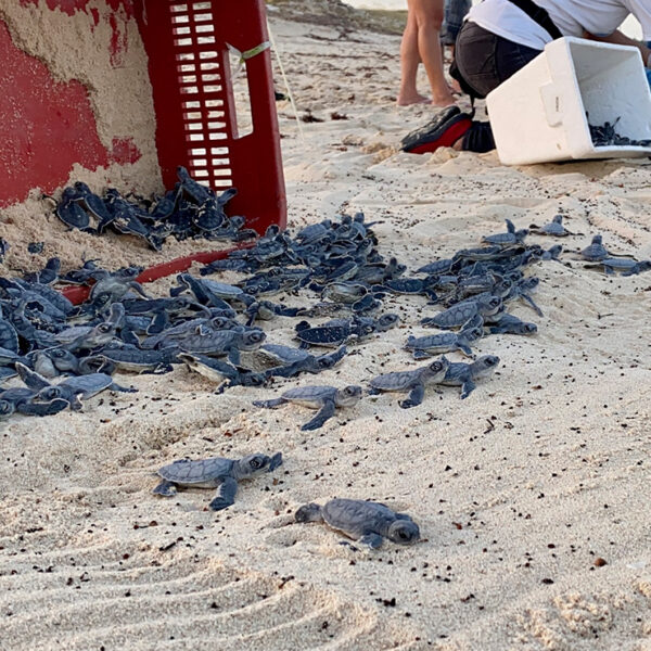 Rescatan 120 nidos de tortugas y liberan más de 7,500 en Cozumel
