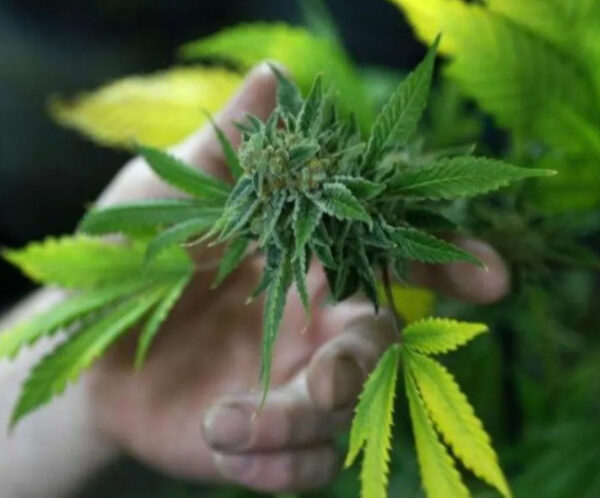 Asociación Médica de Canadá: Consumo de Cannabis provocaría infartos en adultos