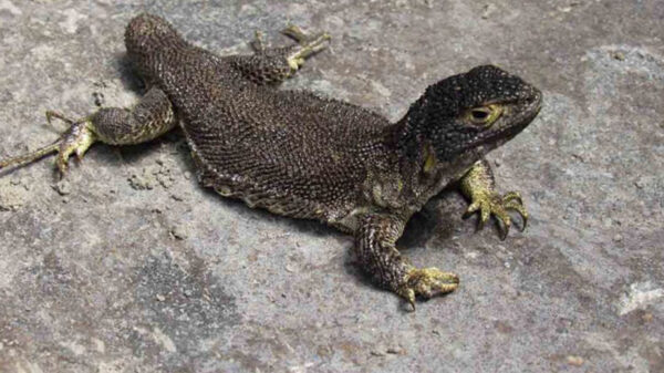 Científicos hallan nueva especia de lagartija en Perú