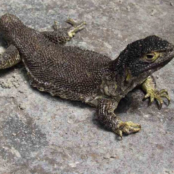 Científicos hallan nueva especia de lagartija en Perú