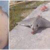 Hospitalizan a dos pescadores tras ser atacados por una mantarraya en Dzidzantún