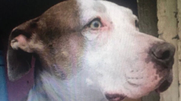 ¡Atrocidad! Sujeto mata a machetazos a una perrita en Iztapalapa