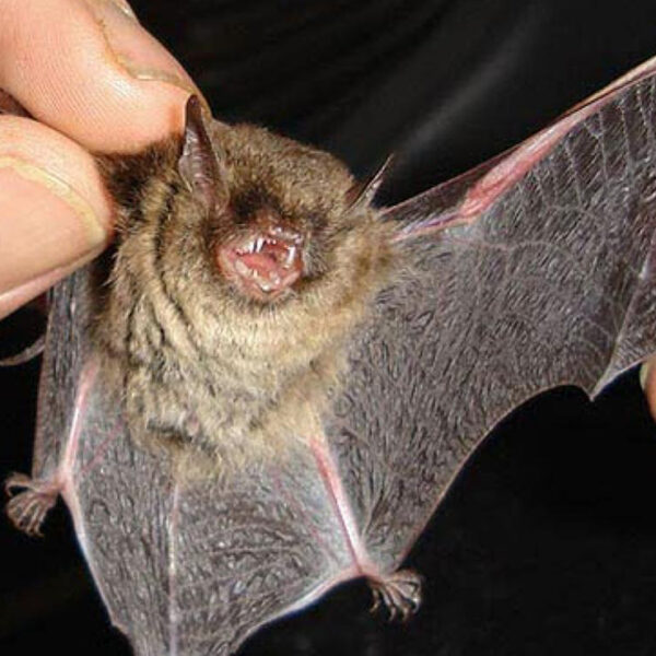Muere de rabia humana, lo mordió un murciélago en Illinois