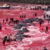 Atroz! matan a 1400 delfines en sangriento ritual