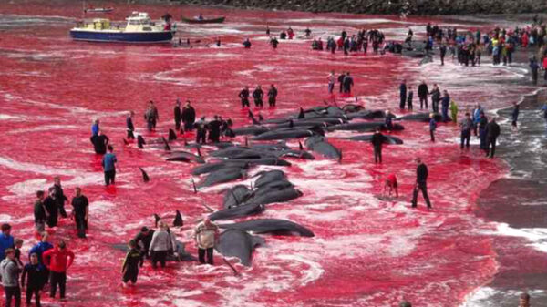Atroz! matan a 1400 delfines en sangriento ritual