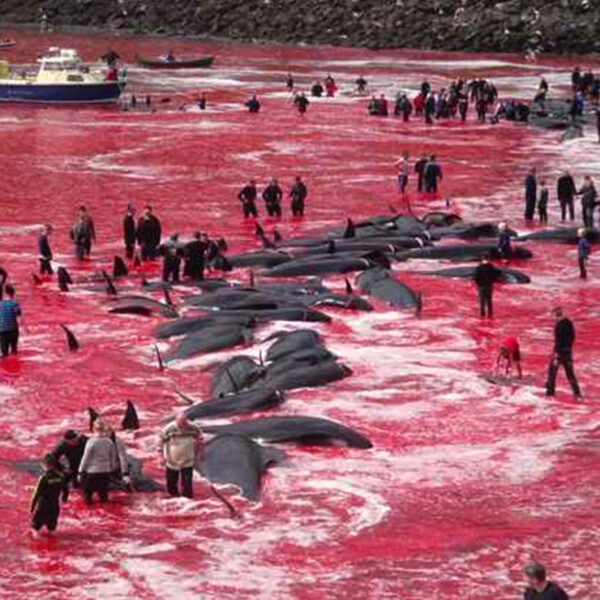 Atroz! matan a 1400 delfines en sangriento ritual