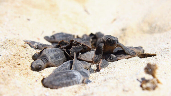 Registra puerto Morelos casi 8 mil crías de tortuga eclosionadas en la actual temporada de anidación