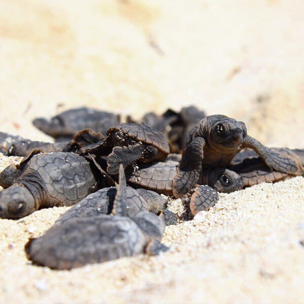Registra puerto Morelos casi 8 mil crías de tortuga eclosionadas en la actual temporada de anidación