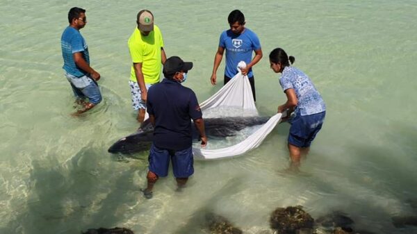 Recala y muere un cachalote por Punta Cocos en Isla Holbox.