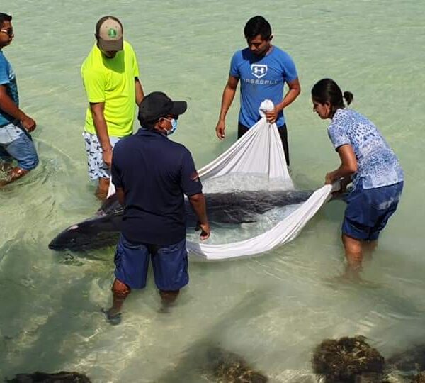 Recala y muere un cachalote por Punta Cocos en Isla Holbox.