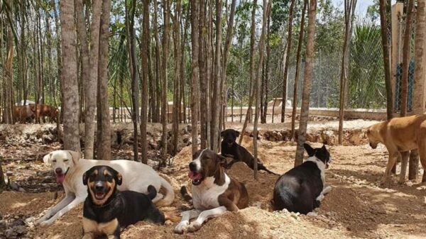 Santuario Kuxtal apela al buen corazón de los quintanarroenses.