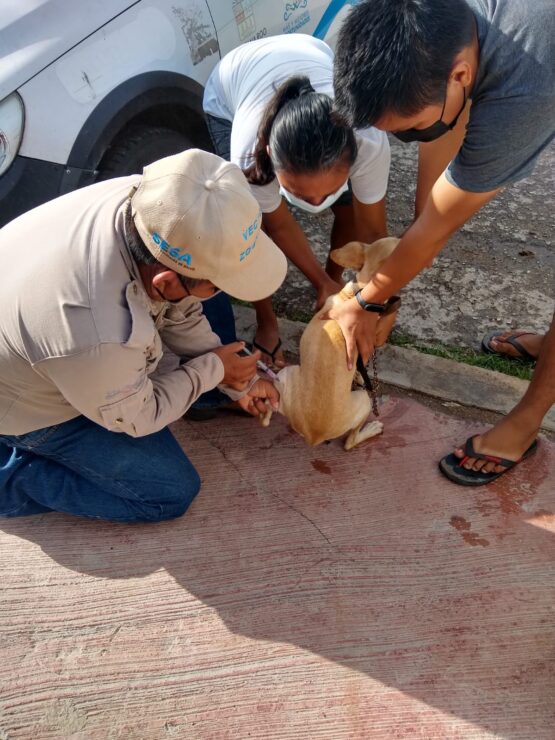 Tres mil dosis, meta de campaña de vacuna antirrábica en Kantunilkín; se llevará a cabo esta semana en diferentes módulos de atención.