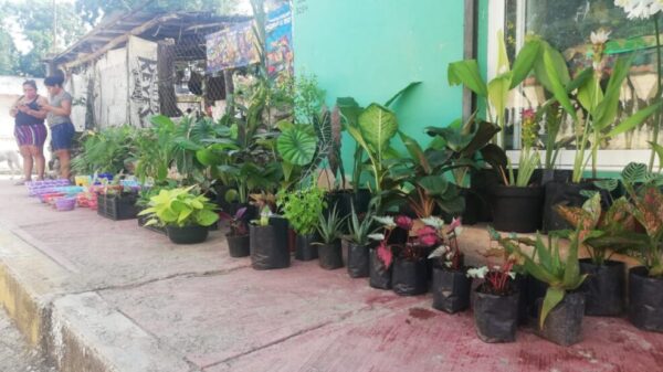Buscan en Kantunilkín mercado para plantas de ornato.