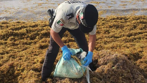 Aseguran tabiques de cocaína en una playa de Tulum.