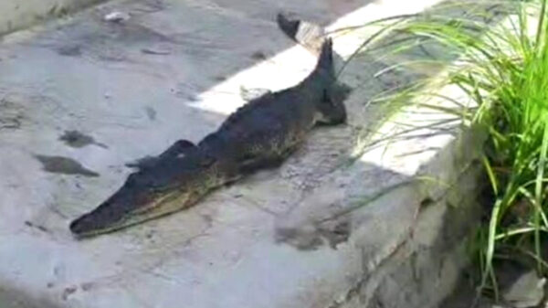Aparece cadáver de cocodrilo en calle de Chetumal 