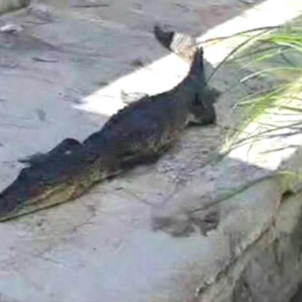 Aparece cadáver de cocodrilo en calle de Chetumal 