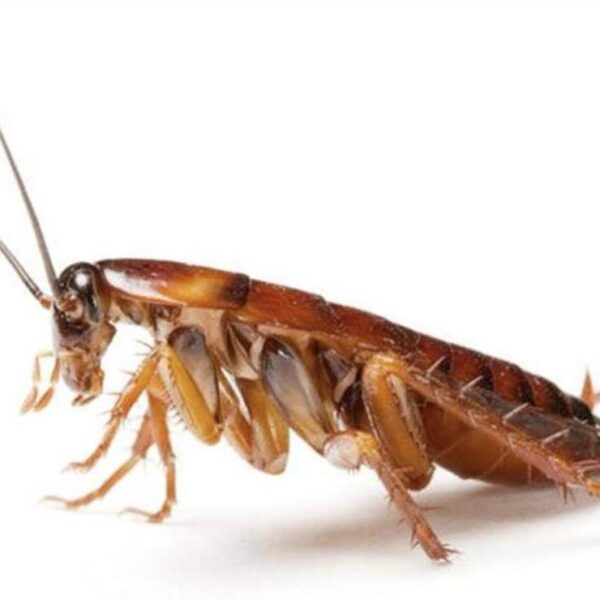 Cucaracha "karateka" desata lluvia memes