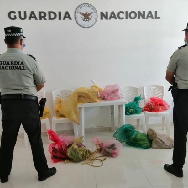 Decomisan aves exóticas en tramo carretero Tulum-Puerto Juárez.