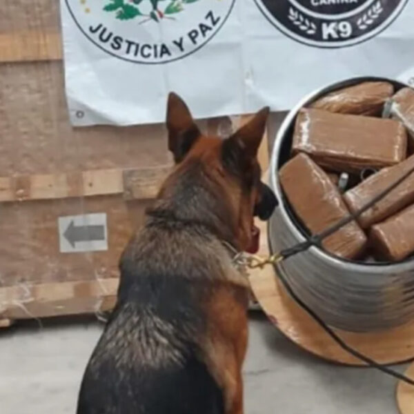 Cancún: Asegura GN cargamento de drogas en empresa de paquetería