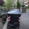 Jabalíes invaden Roma y hartan a los residentes